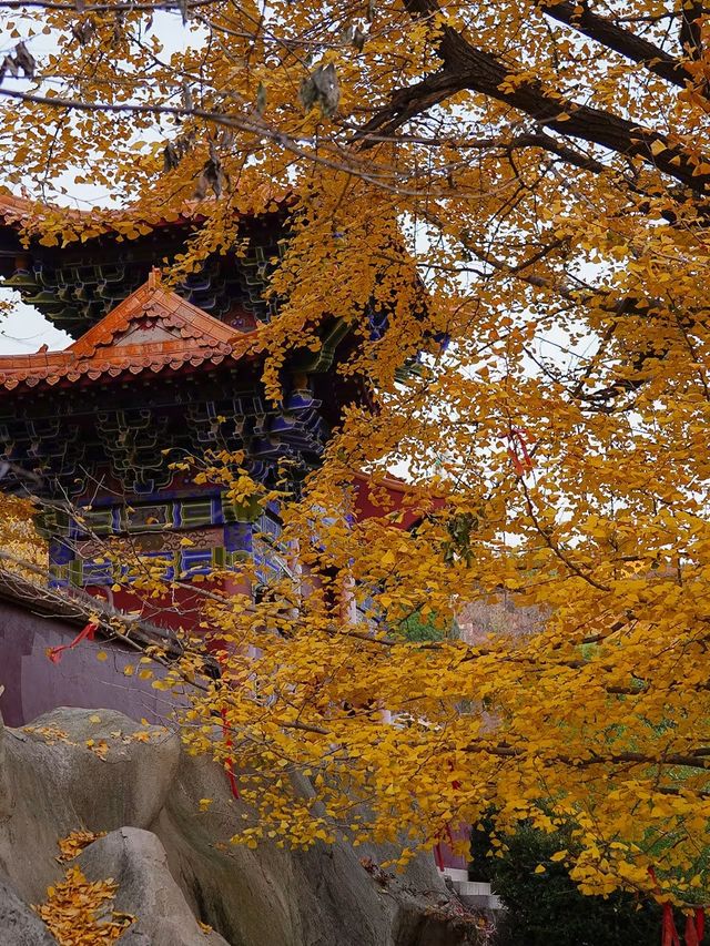 唐山禪林寺，千年銀杏樹下邂逅金色佛國