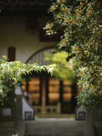 蘇州的秋天,堪稱中式美學天花板!!