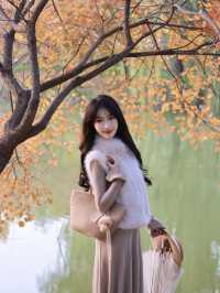 西安小眾賞秋秘境浐灞濕地公園銀杏打卡攻略