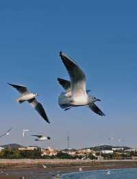 青島·冬日鷗語