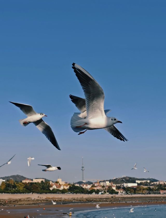 青島·冬日鷗語