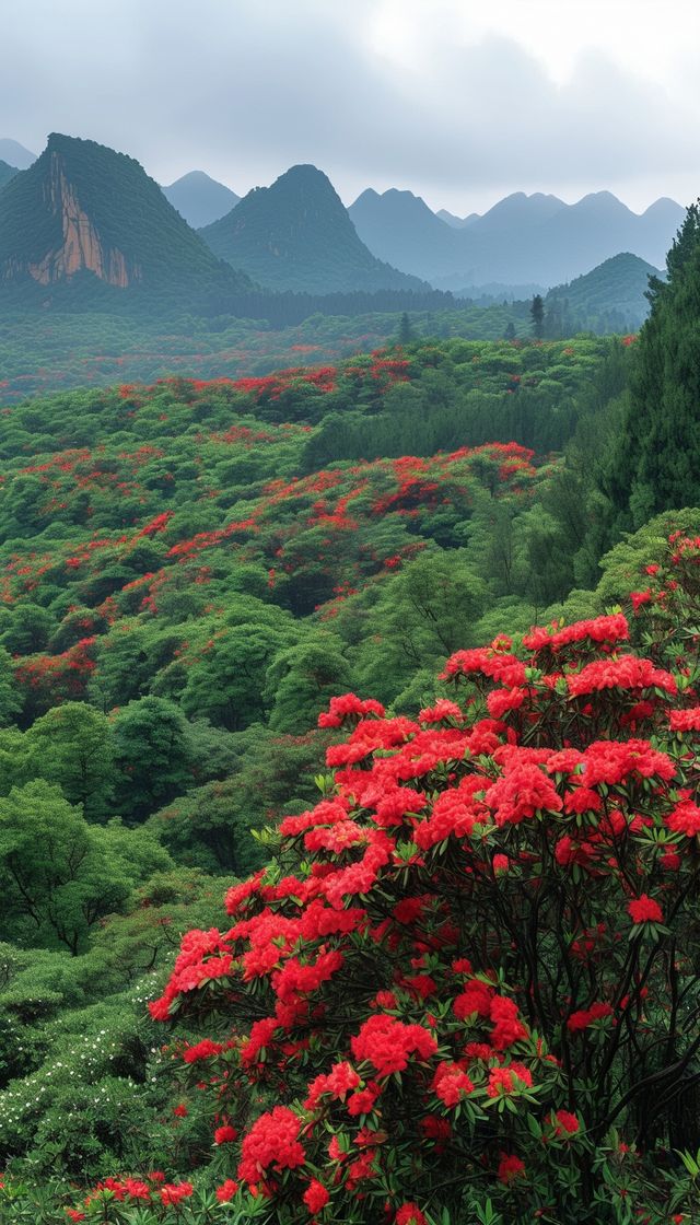 霧裡看花仙境之旅