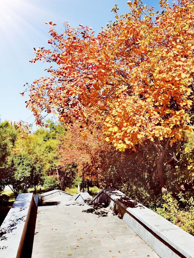 【河南省湯陰縣】城南公園。 【河南省湯陰縣】城南公園。