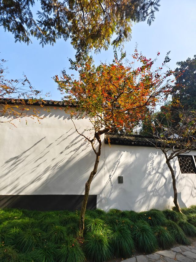 醉白池公園,白牆黛瓦間,一樹火紅的烏桕,絕美 醉白池公園,白牆黛瓦間,一樹火紅的烏桕,絕美