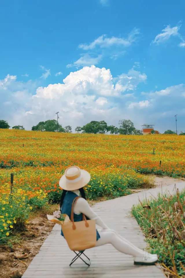 Not AI! This sea of sulfur cosmos flowers at Wuhan Flower Expo Park is stunning!
