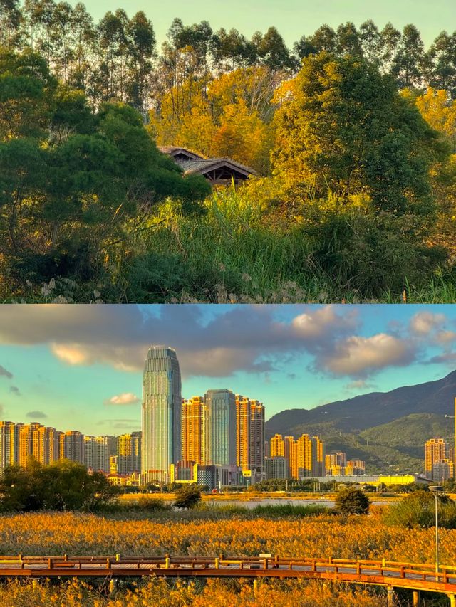 秋日童話裡的免費蘆葦棧道