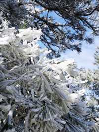 廬山第一場霧淞真的太美了