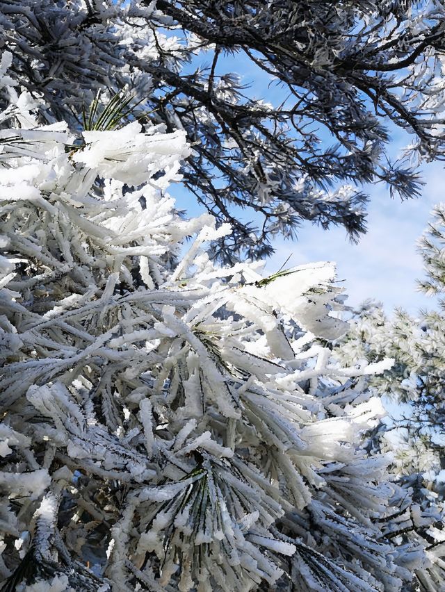 廬山第一場霧淞真的太美了