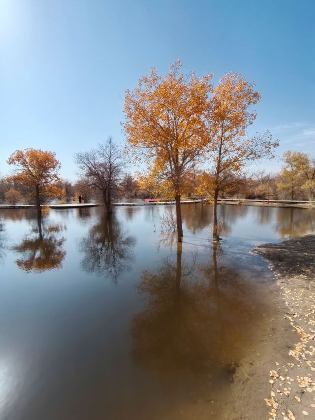 絕美秋色！在金塔胡楊林邂逅金色童話