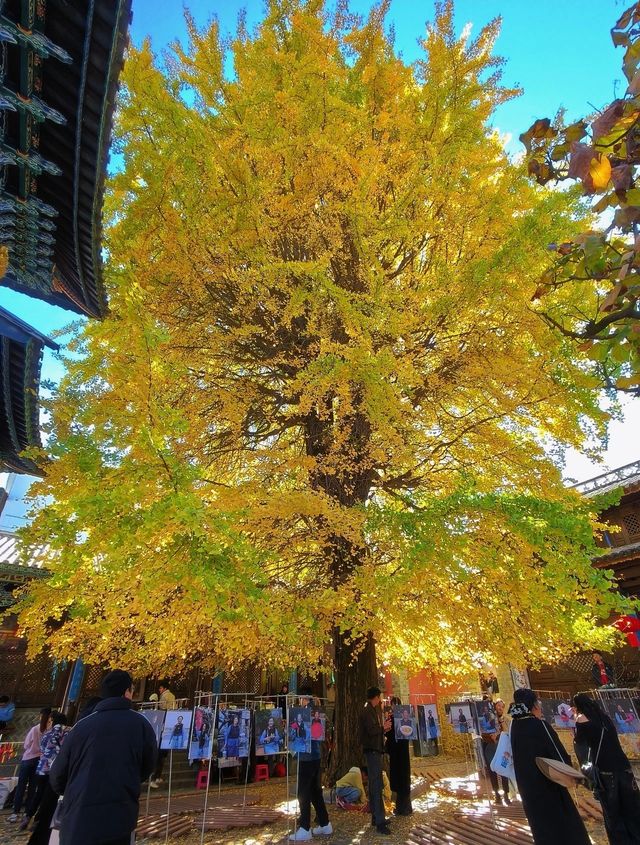 11月的大理，是打翻了的調色盤啊！附超全攻略