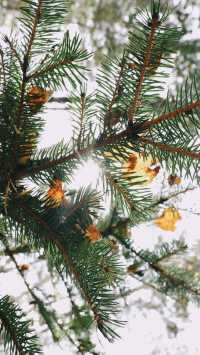 亞布力秋染五花山，暖居枕雪待晴光