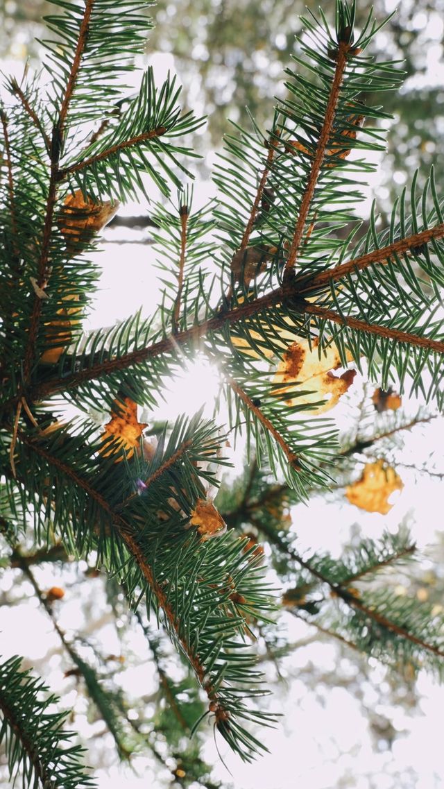 亞布力秋染五花山，暖居枕雪待晴光