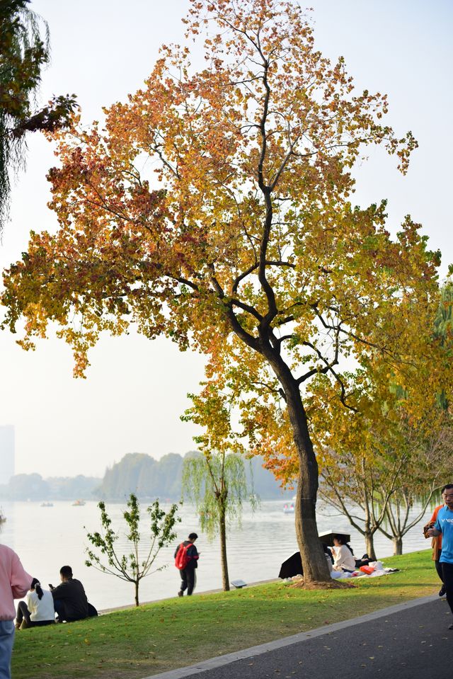 解鎖金陵秋日限定浪漫