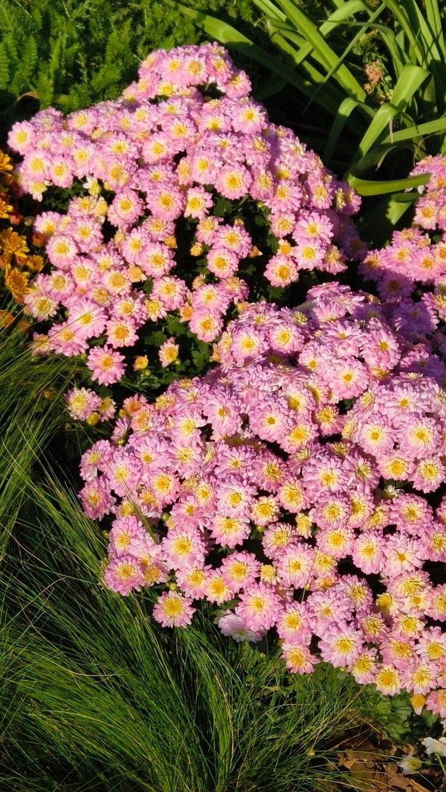 深圳冬日限定浪漫仙湖植物園花展也太出片了吧！