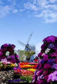 鹽城新秘境｜荷蘭花海：穿越歐式童話的浪漫風暴