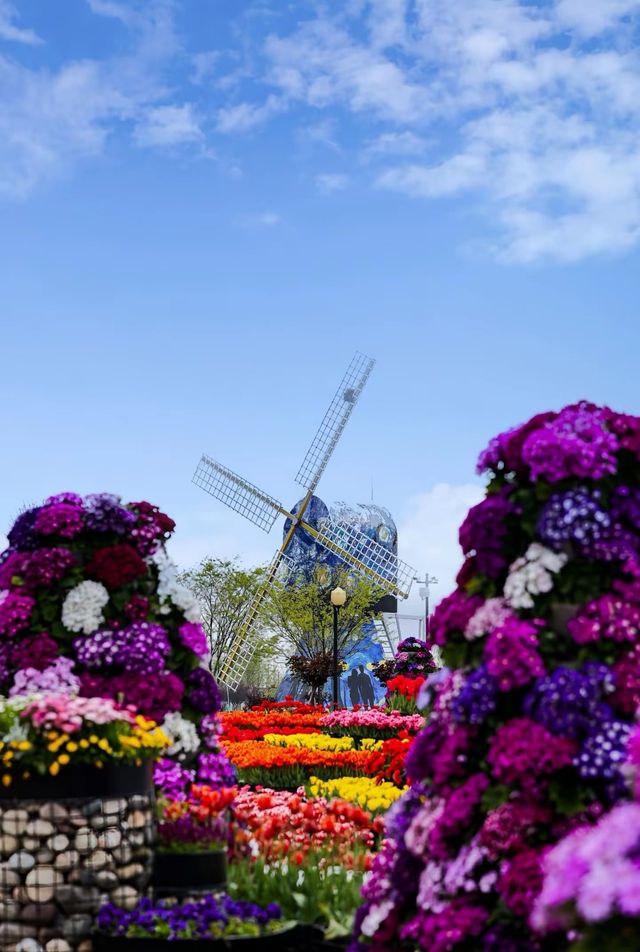 鹽城新秘境｜荷蘭花海：穿越歐式童話的浪漫風暴