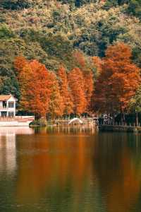 深圳追一場秋日童話