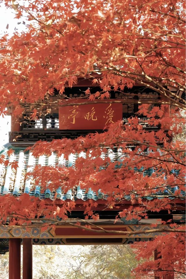 長沙賞秋絕佳地!愛晚亭楓葉簡直美到窒息 長沙賞秋絕佳地!愛晚亭楓葉簡直美到窒息