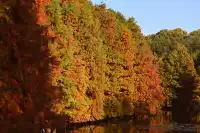 南京明孝陵燕雀湖水杉，油畫般的秋天