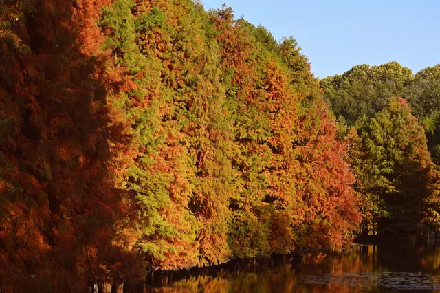 南京明孝陵燕雀湖水杉，油畫般的秋天