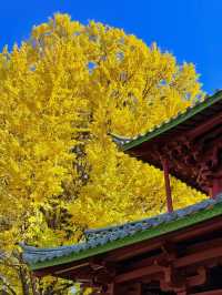 不是北京｜真的在麗江今日實況美哭了