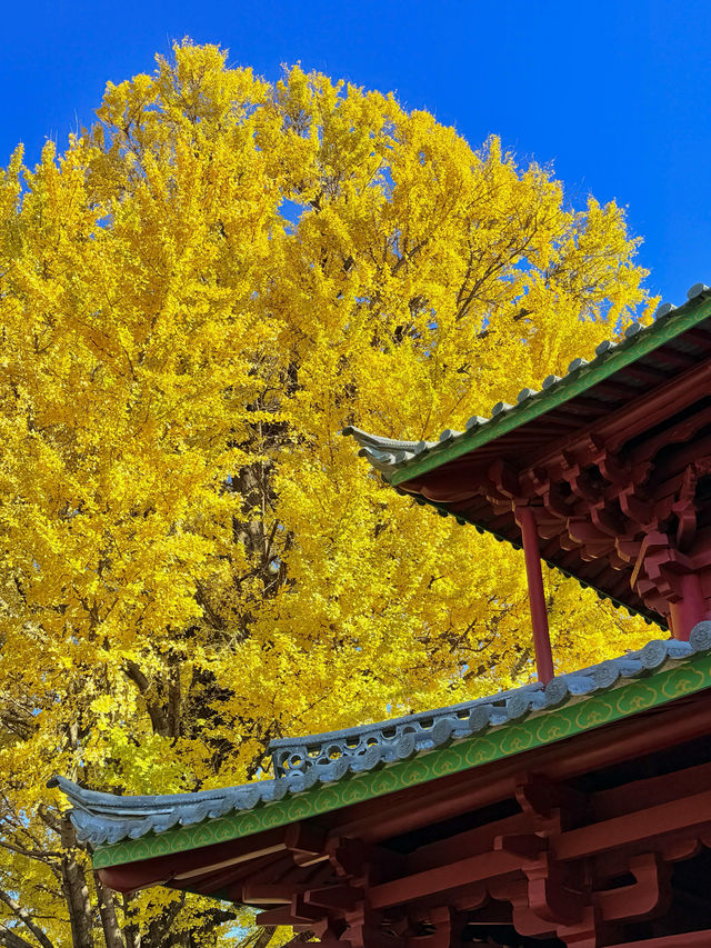 不是北京｜真的在麗江今日實況美哭了