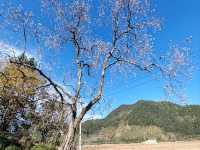 A Winter Day in the Mountain Village