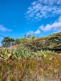 普洱山野漫步這片秘境藏滿了治癒系風景