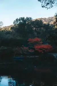 26.11.25 杭州 九溪煙樹