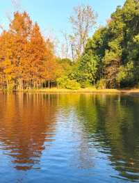 上海世紀公園週末漫遊指南免費賞秋絕美勝地