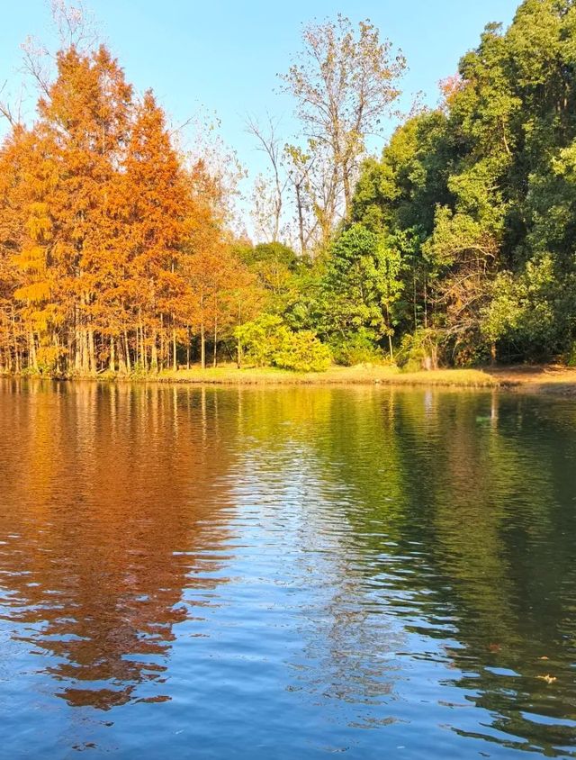上海世紀公園週末漫遊指南免費賞秋絕美勝地 上海世紀公園週末漫遊指南免費賞秋絕美勝地