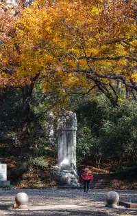 人你好,我是靈谷寺的咪,來看看我和秋天嗎