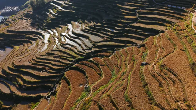 雲和梯田截止1129稻穀收割進度,附遊玩攻略 雲和梯田截止1129稻穀收割進度,附遊玩攻略