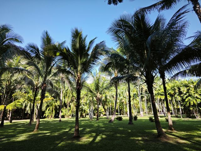 中國科學院西雙版納熱帶植物園真的太寶藏了，必須安利給大家