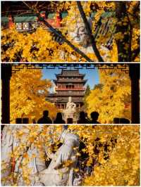 南京秋日毗盧寺的銀杏與佛光