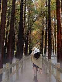 廣佛自駕遊,七星岩落羽杉