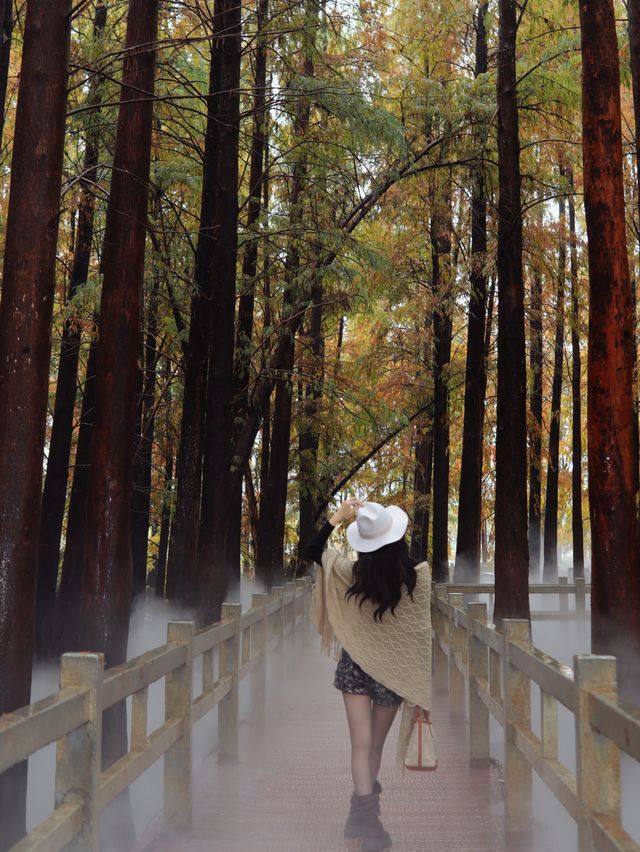 廣佛自駕遊,七星岩落羽杉 廣佛自駕遊,七星岩落羽杉