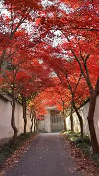 莫干山紅葉進度