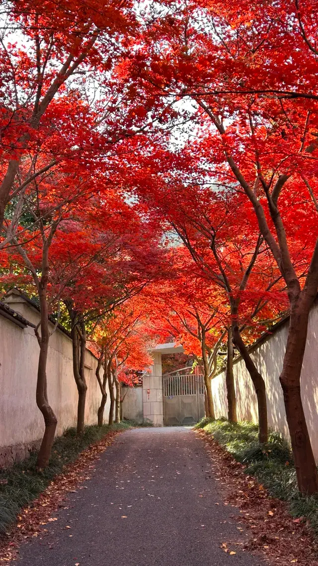 莫干山紅葉進度