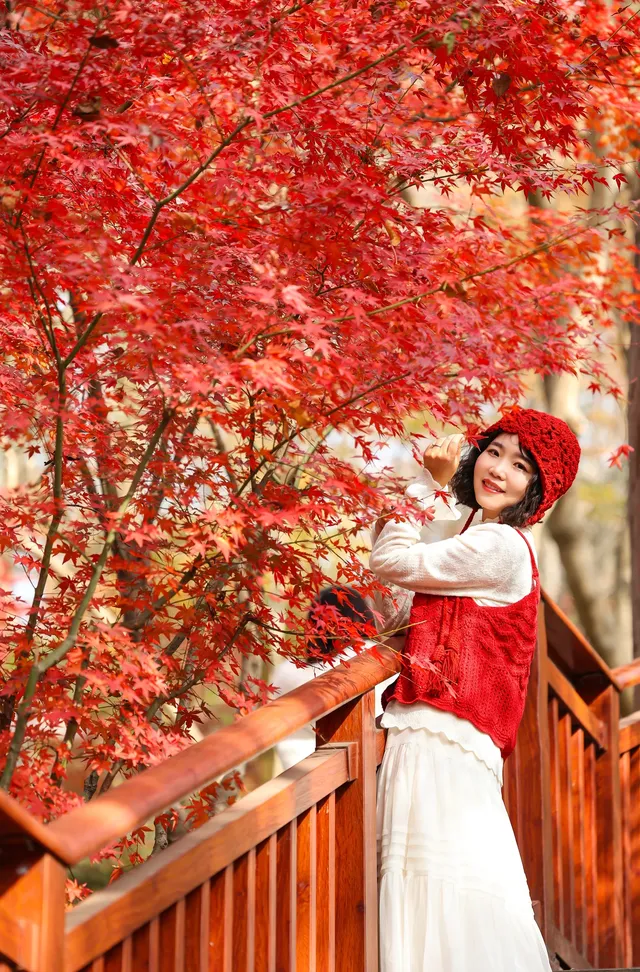 12·1南京棲霞山紅楓進入觀賞期～附路線～