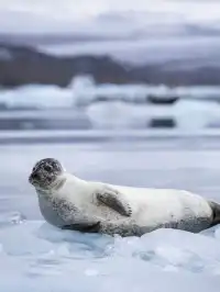 冰島冰河湖遇見海豹|是冬天zui溫柔的驚喜