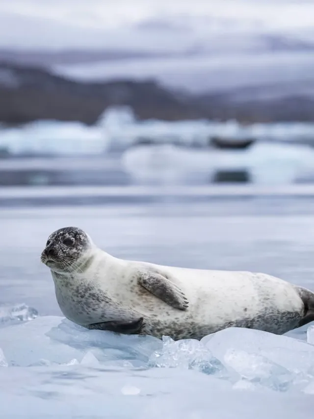 冰島冰河湖遇見海豹|是冬天zui溫柔的驚喜 冰島冰河湖遇見海豹|是冬天zui溫柔的驚喜