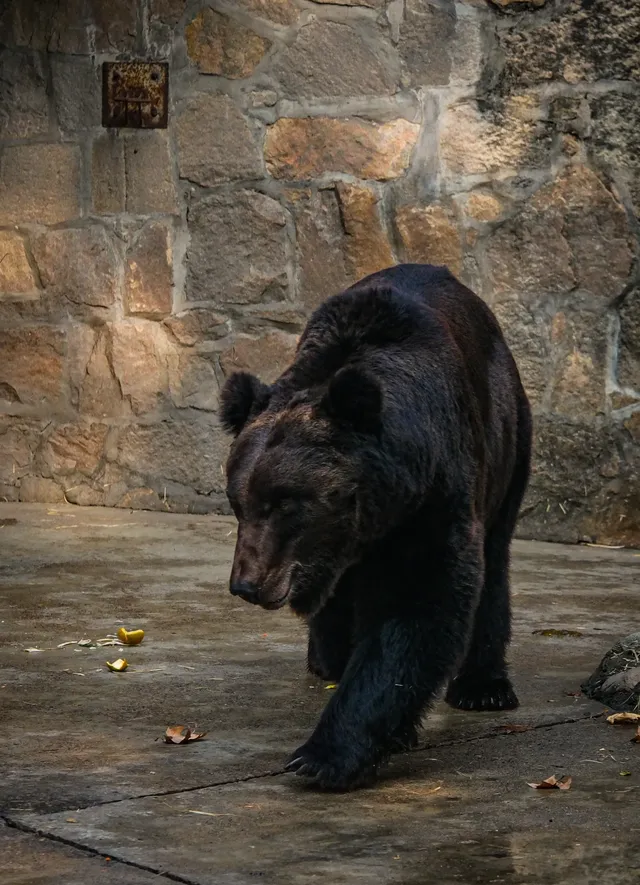 上海動物園‖動物攝影師的天堂 上海動物園‖動物攝影師的天堂
