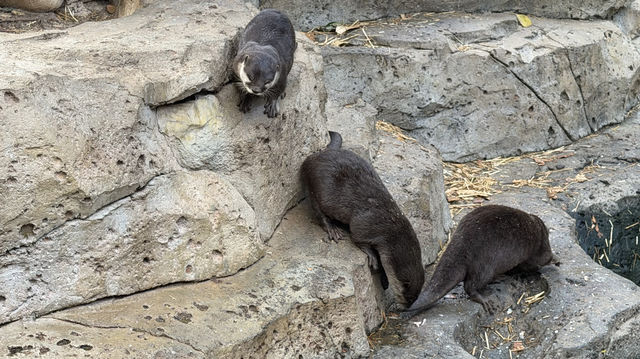 廈門冬暖｜靈玲動物園裡藏著雙倍浪漫