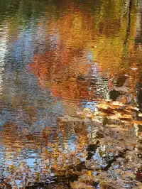 12.3魯迅公園秋日進度100％（附機位）