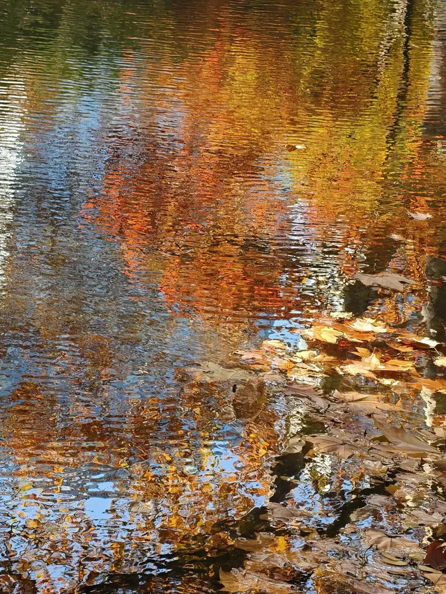 12.3魯迅公園秋日進度100％（附機位）