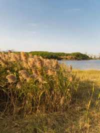 廈門秋冬限定！馬銮灣南岸蘆葦蕩，邂逅海邊的金色浪漫