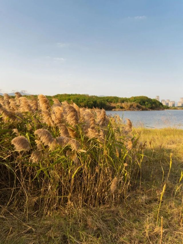廈門秋冬限定！馬銮灣南岸蘆葦蕩，邂逅海邊的金色浪漫