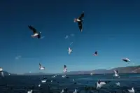 12月的洱海邊,彩林和海鷗也太配了吧