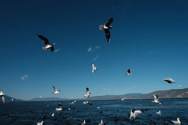 12月的洱海邊,彩林和海鷗也太配了吧 12月的洱海邊,彩林和海鷗也太配了吧